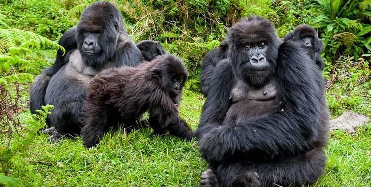 Gorilla trekking in Uganda | Uganda Gorilla Tours | Uganda Safaris