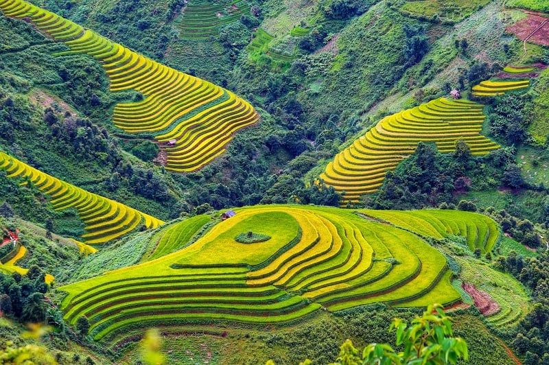 Mu Cang Chai rice terraces: Vietnam's natural splendor