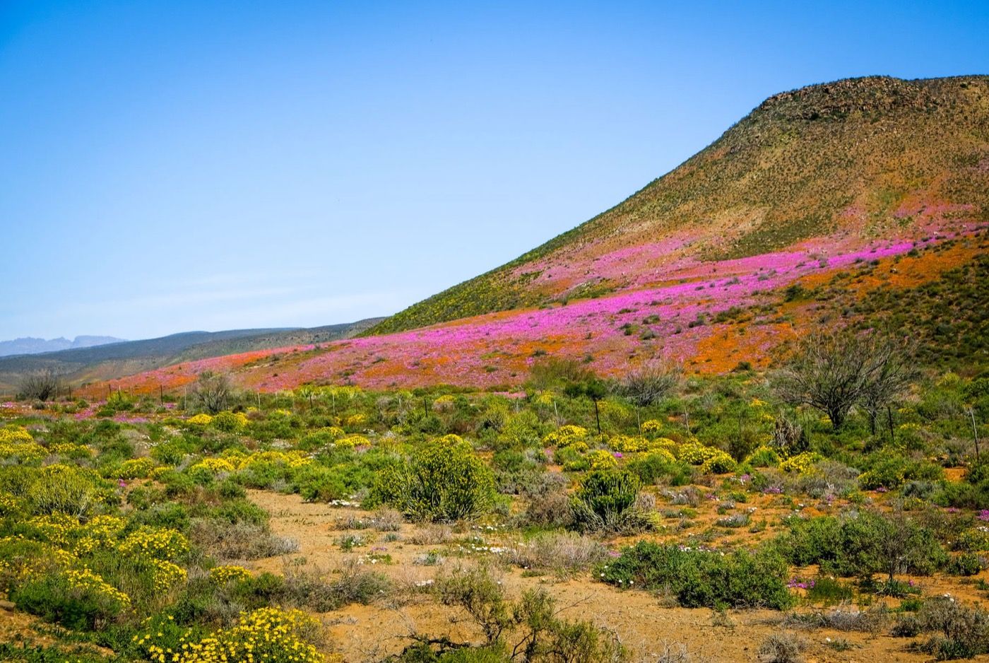 Tips for Flower Viewing in Namaqualand & the Cederberg