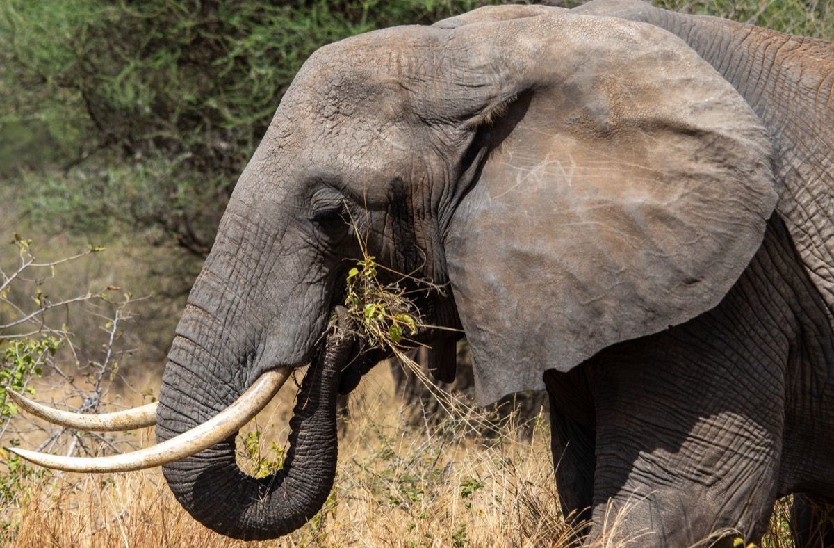 Où aller pour votre premier safari en Afrique