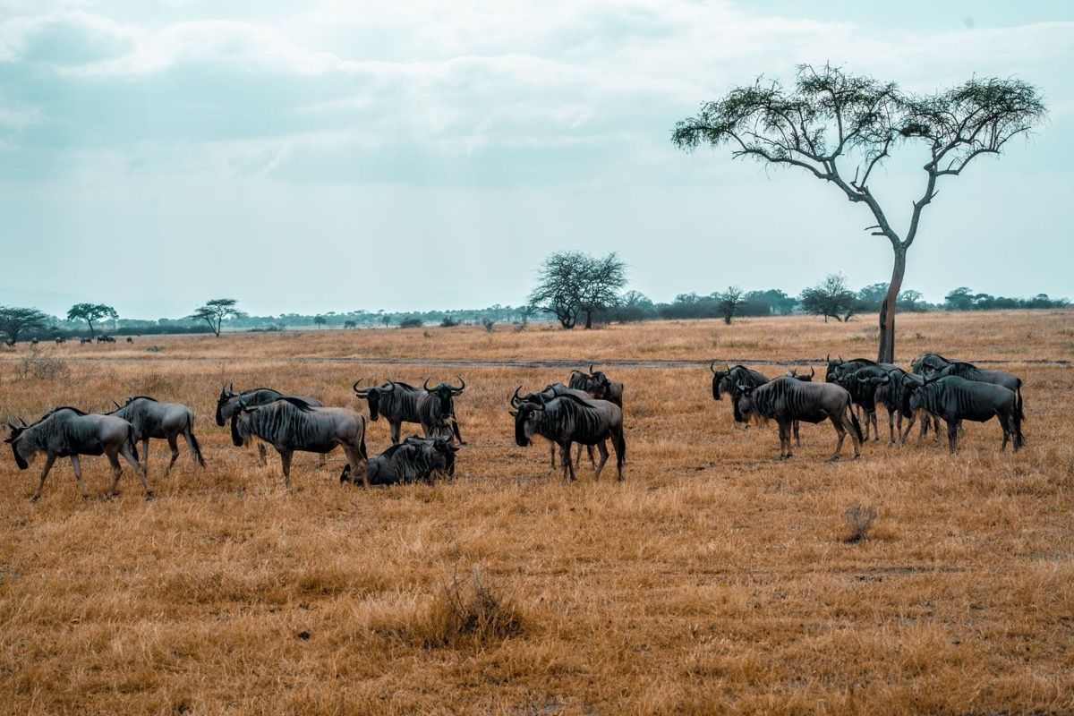 Stratégies optimales pour découvrir le vaste Serengeti en Tanzanie